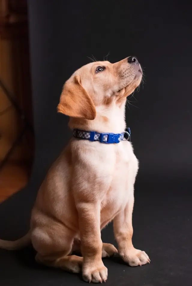 Avis Franklin Pet Food 2026 : test complet, compositions et code promo