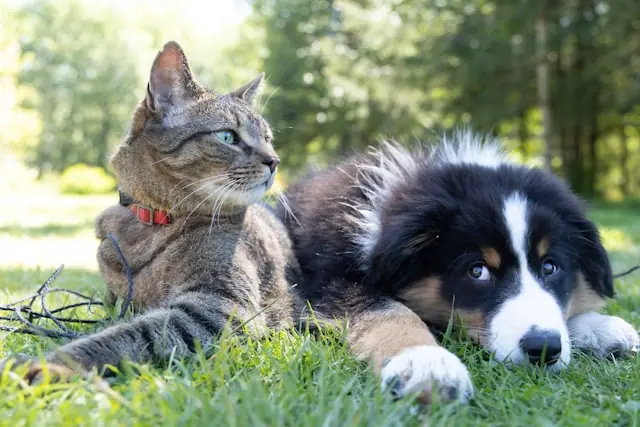 BARF chien : guide complet pour débuter (avantages, risques, recettes)