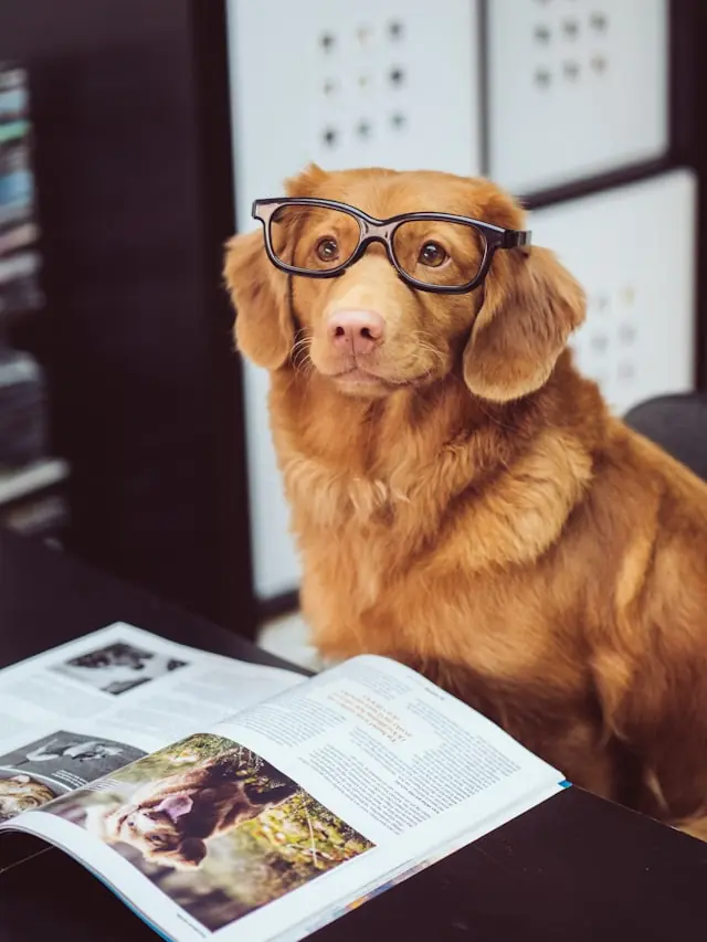 Comment choisir les croquettes de son chien (sans se faire avoir)
