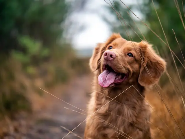 tails.com vs Franklin vs Dog Chef : comparatif abonnements croquettes 2026