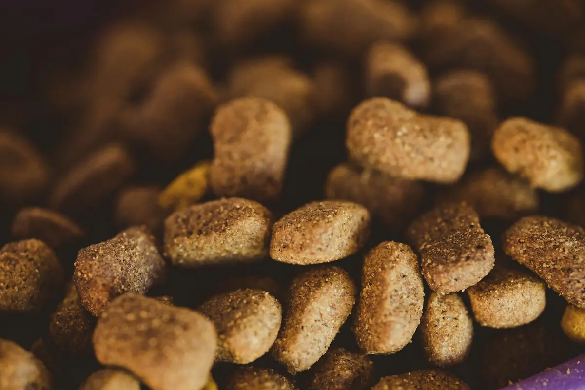 Compléments alimentaires chien : lesquels sont vraiment