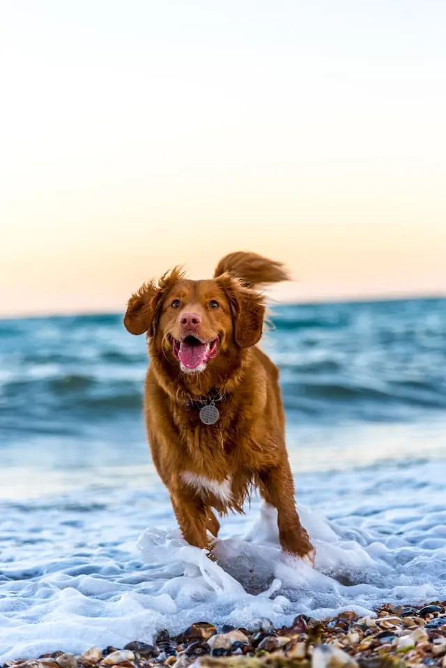 Croquette chien allergique : guide hypoallergénique 2026