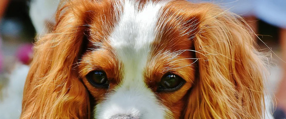 Croquettes Cavalier King Charles : santé cardiaque, ration et marques 2026