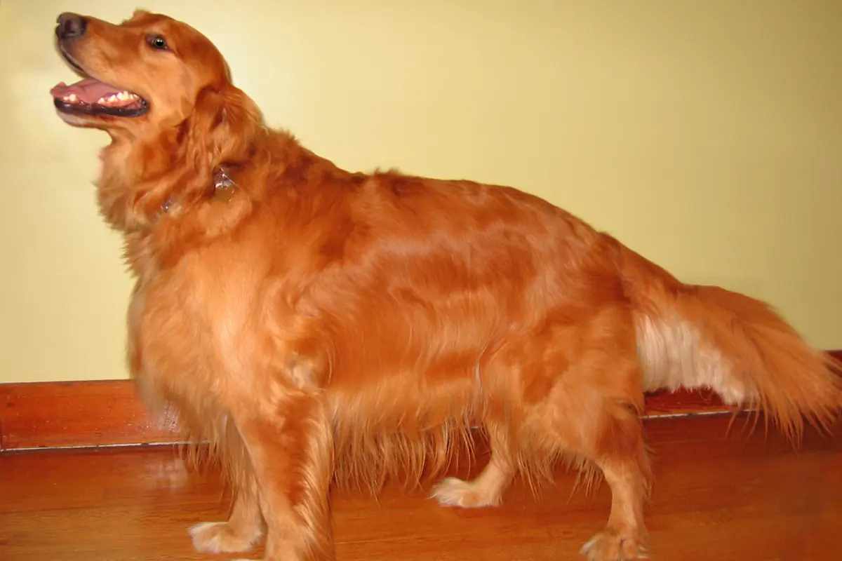 Croquette Golden Retriever : guide chiot, adulte et senior