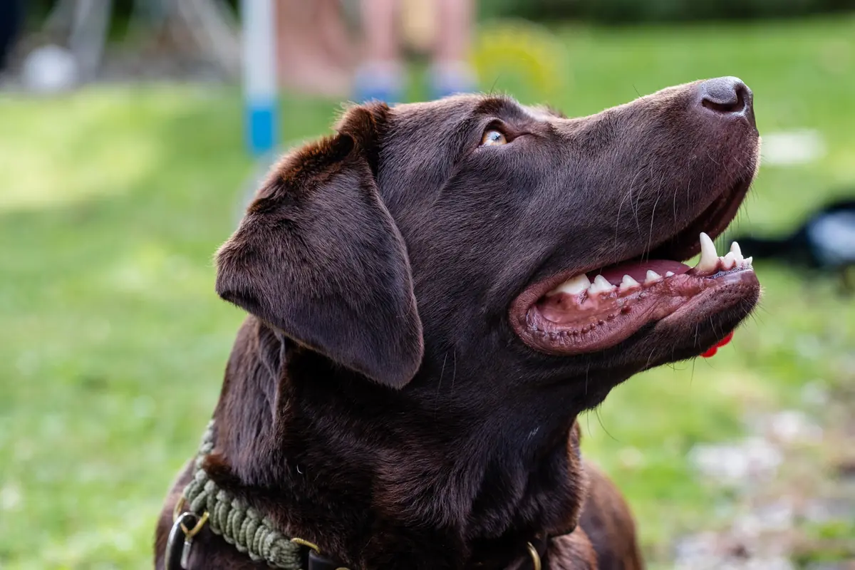 Croquette chien Labrador : alimentation adaptée à la race