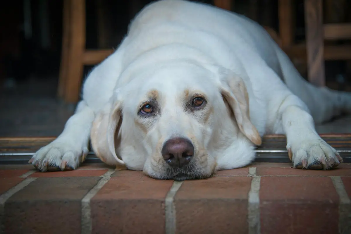 Croquette chien obèse : quelle alimentation pour la perte