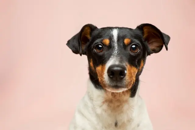 Croquette chien pas cher : meilleur rapport qualité/prix 2026