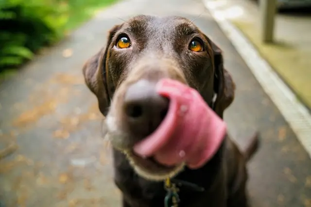 Croquette chien senior 2026 : comparatif et guide nutritionnel