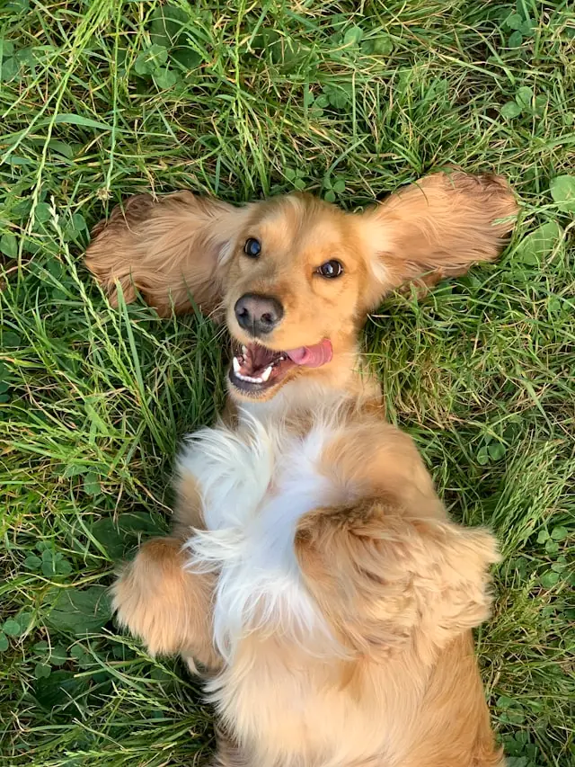 Croquette chien sensible digestion : comparatif 2026 et guide