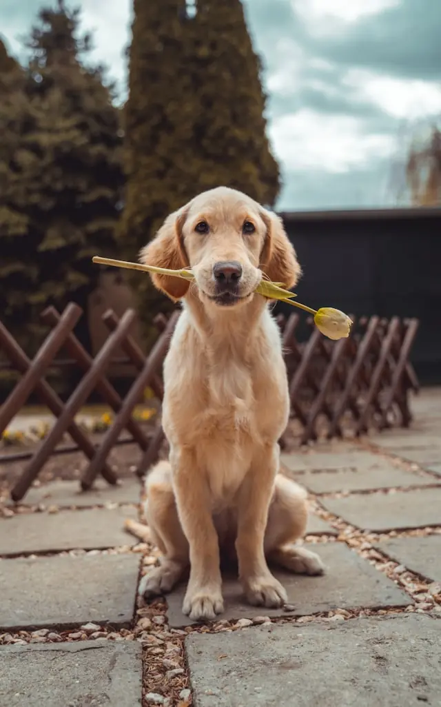 Croquette chien stérilisé : comparatif 2026, compositions et vrais critères