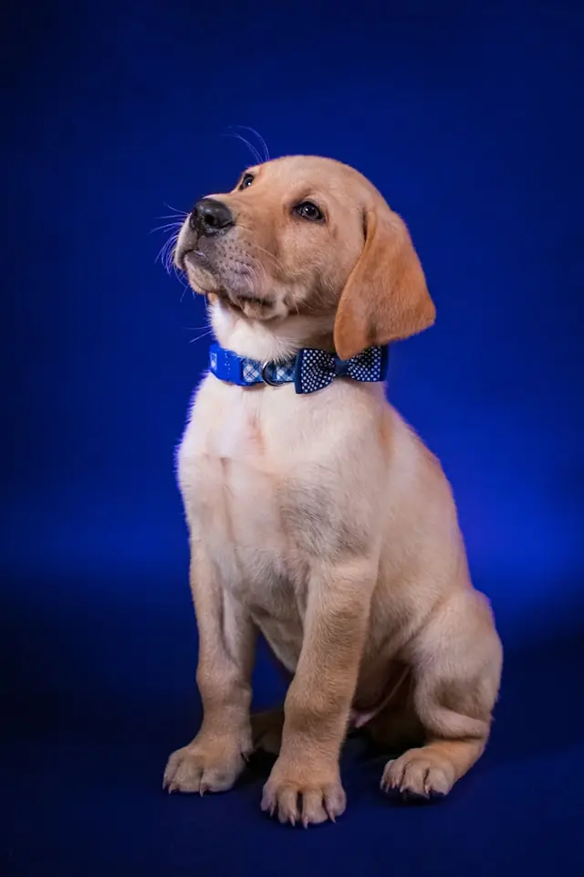 Croquette chien grande taille vs petite taille : le guide des vrais besoins