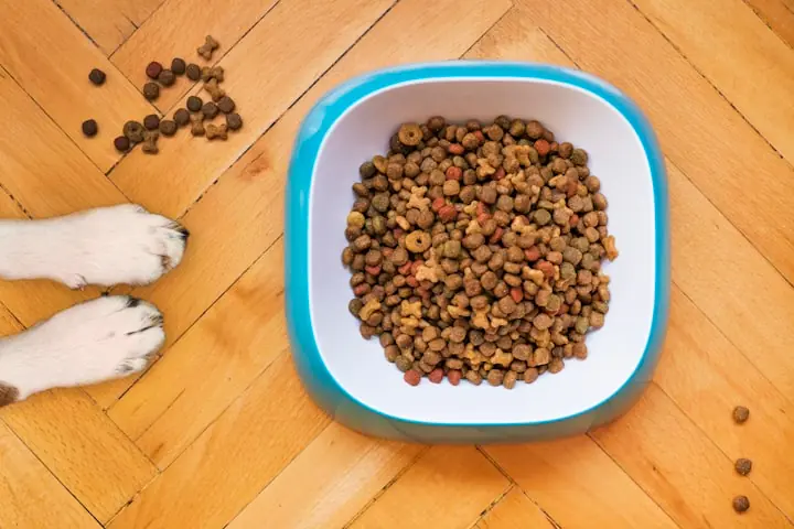 Meilleure croquette chien 2026 : comparatif indépendant