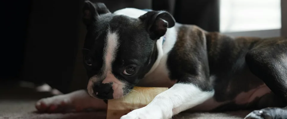 Friandise chien naturelle : guide complet pour bien choisir