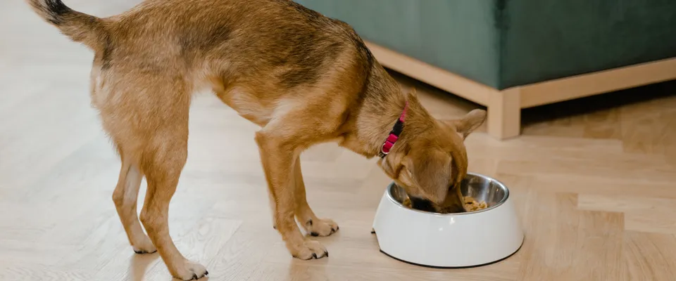 Gamelle anti glouton chien : ce qu'elle fait vraiment