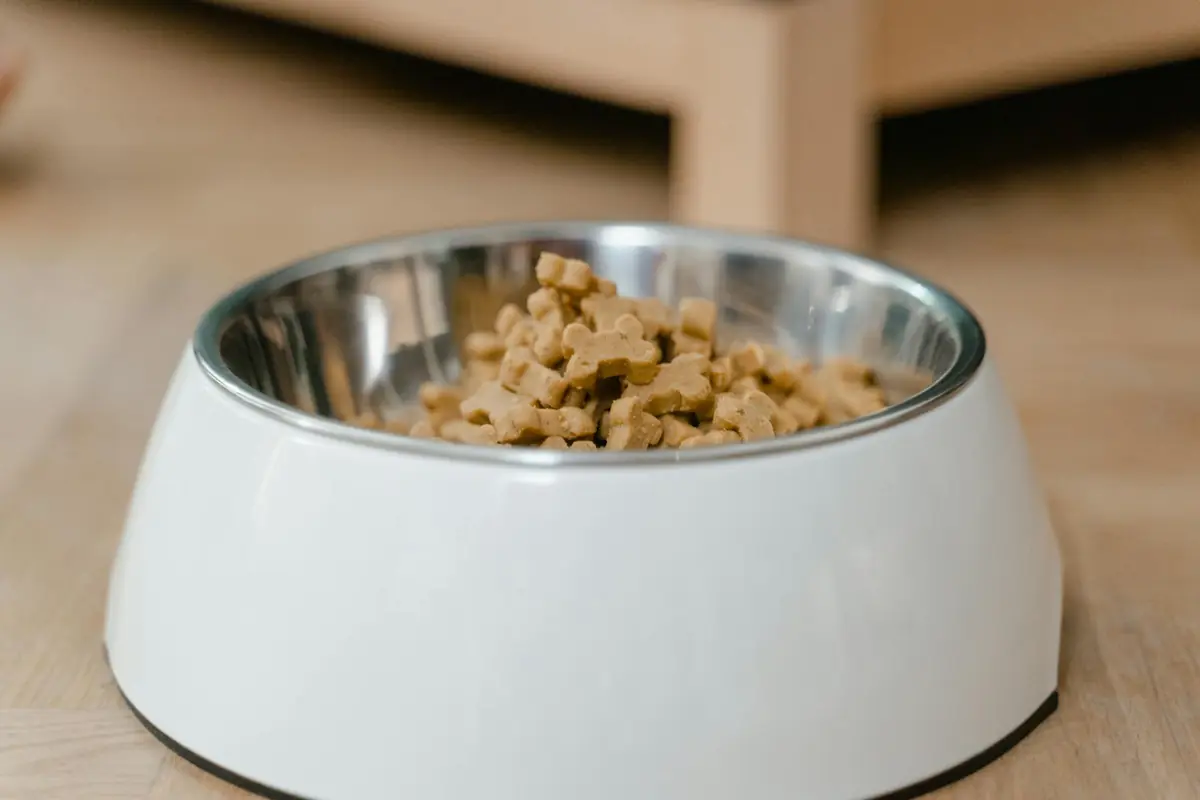 Transition alimentaire chien : guide pratique en 7 jours
